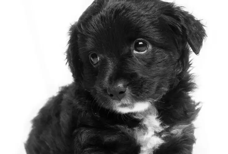 ¿Por qué la mirada de los perritos es tan irresistible?