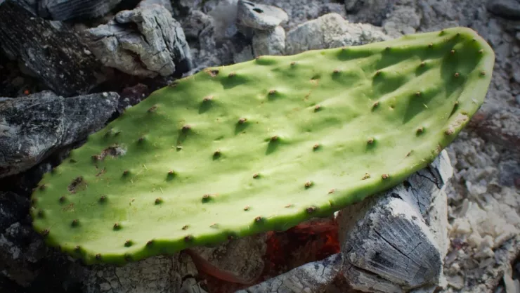 colágeno baba de nopal.jpg