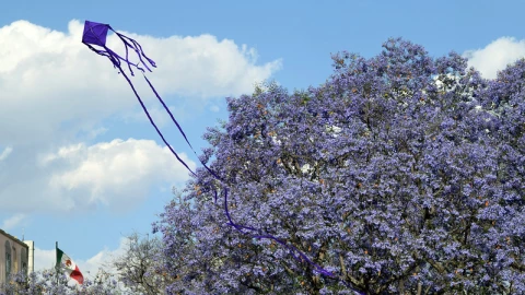 Jardín de San Marcos