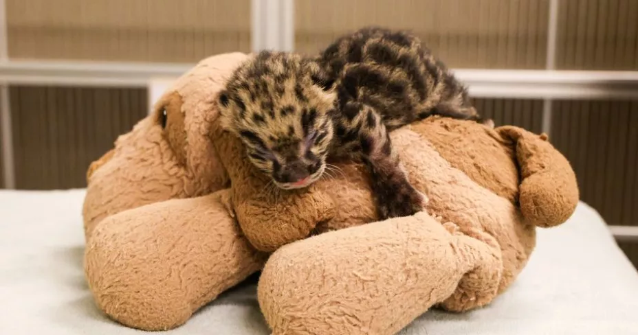 Leopardos nublados.