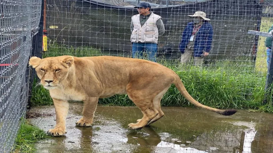 Zoológicos de la AZCARM continúan rescatando felinos de Black Jaguar.jpeg