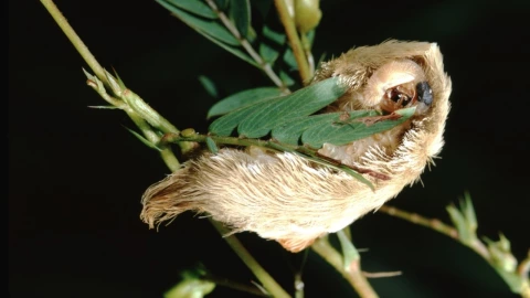 Cómo es la oruga peluche y qué hace su veneno