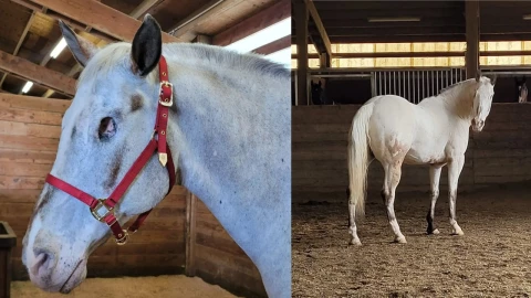 Caballo ciego rompe dos Record Guinnes.
