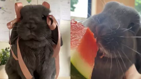 Existe un conejo coquette? Este tierno animalito está conquistando las redes sociales