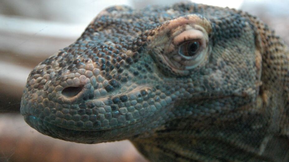 Dragón de Komodo, peligro de extinción, cambio climático d.jpg