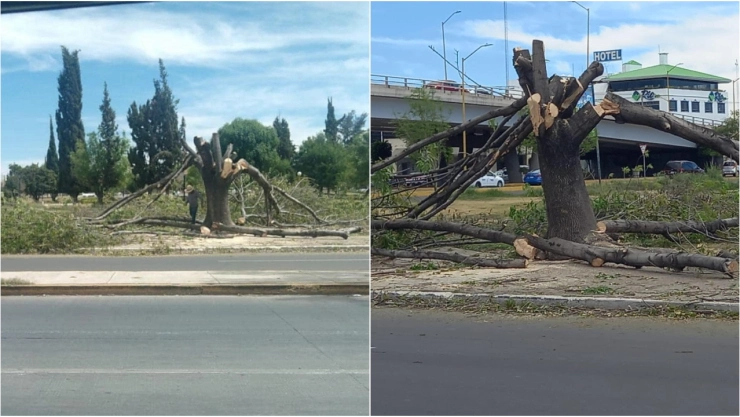 Podan árbol de 30 años por el teatro de Aguascalientes y así quedó