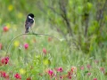 Muestra a una tarabilla común posada sobre un tallo.