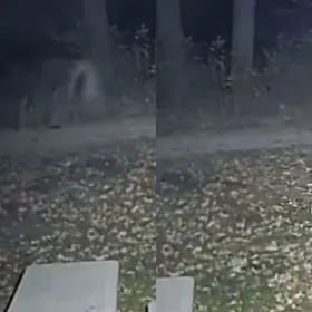 /al-extremo/camara-graba-entidad-caminando-sin-cabeza-patio-casa-video-pb-notas
