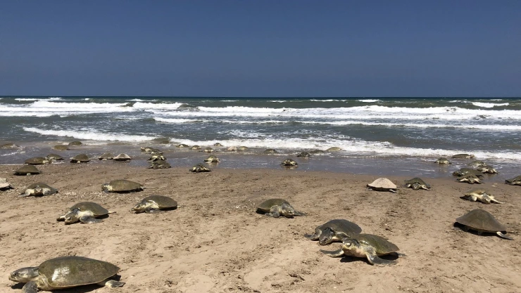 Tortugas ok 1.jpg