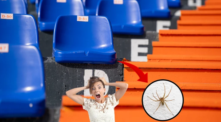 Esta araña podría aparecer debajo de tu butaca