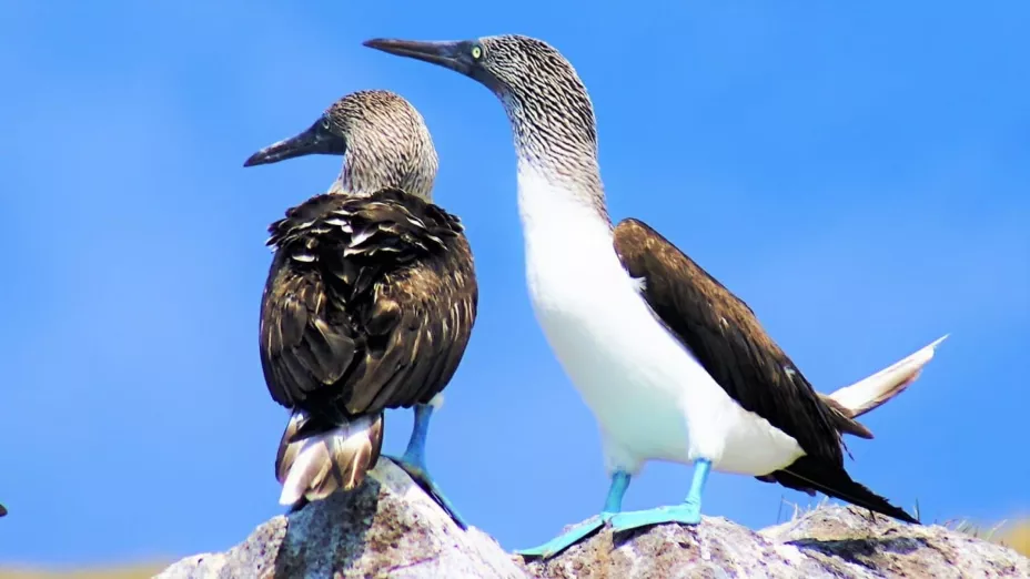 Bobo azul_Luis Morales.jpeg