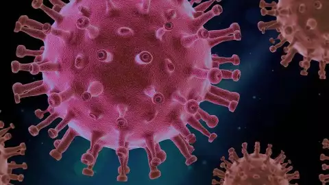 virus enfermedades cuerpo