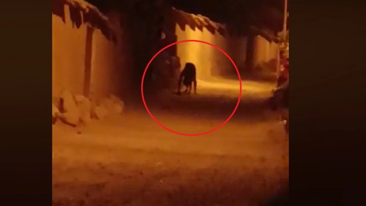 captan extraña criatura