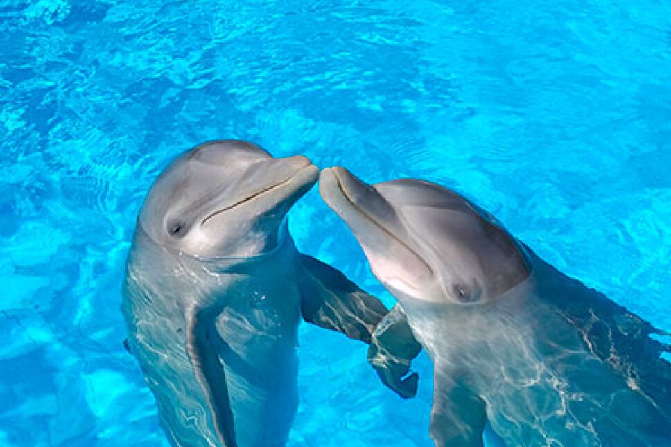 Delfines