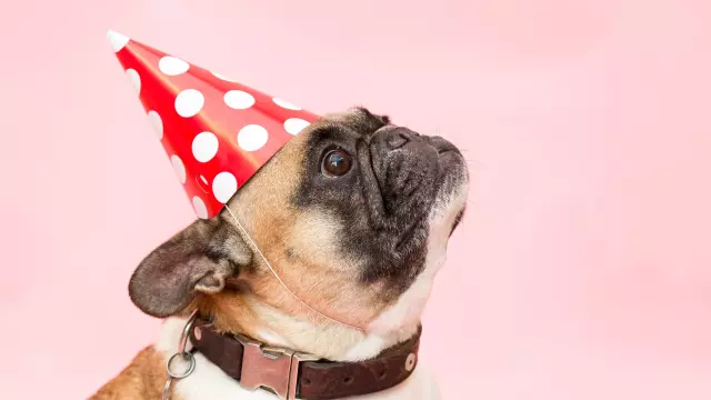 adult-tan-and-white-french-bulldog-545063.jpg adult-tan-and-white-french-bulldog-545063.jpg