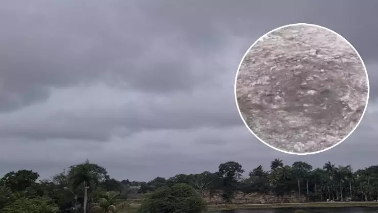 mau augurio hormigas caminando en circulos previo ciclon tropical.