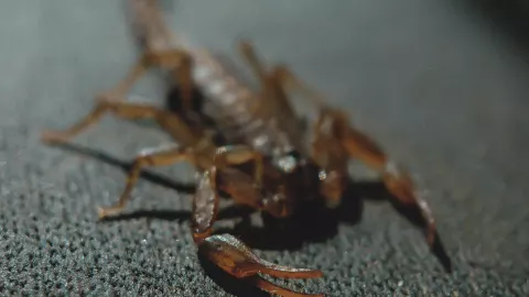 Conoce el significado detrás de la aparición de alacranes en casa