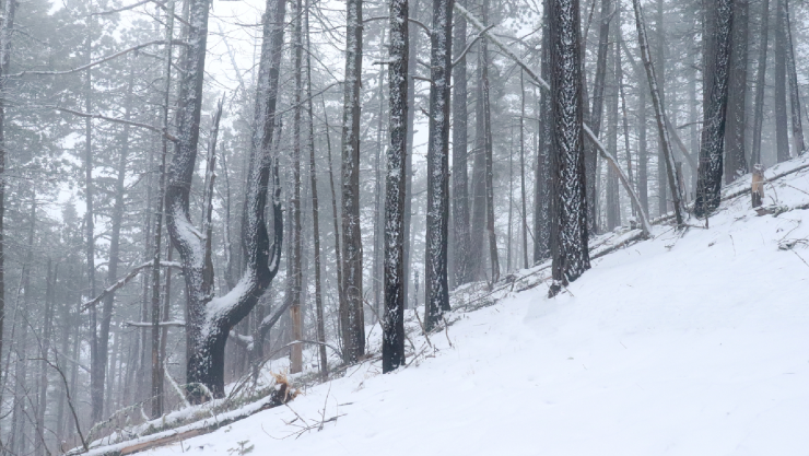 NIEVE SIERRA TARAHUMARA.jpg