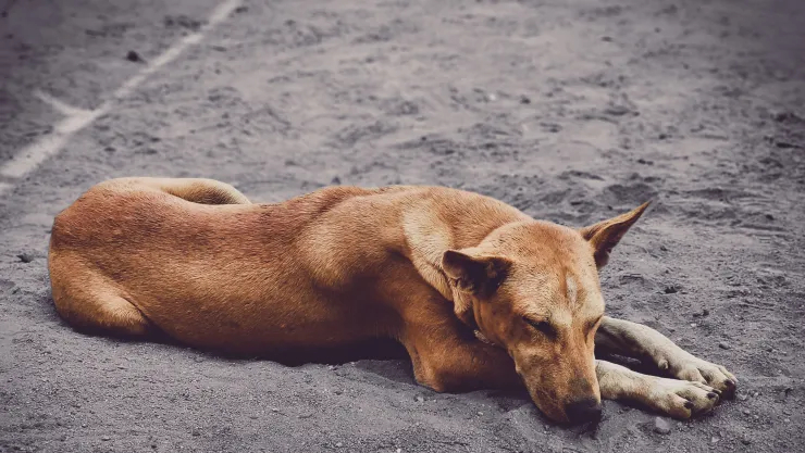 Día Mundial del Perro Callejero: por qué se conmemora cada 27 de julio