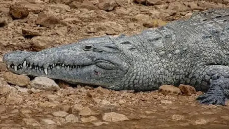 COCODRILO