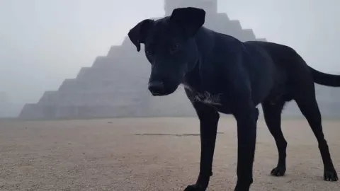Captan a los ‘Lomitos guardianes’ de Chichén Itzá