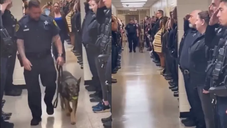 ¡Todos de pie! Así despiden a perrito policía tras ser detectado con cáncer terminal (VIDEO)