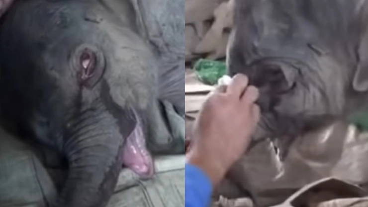 bebé elefante rechazo mamá.jpg