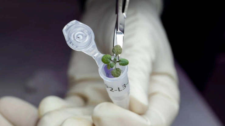 NASA suelo lunar plantas
