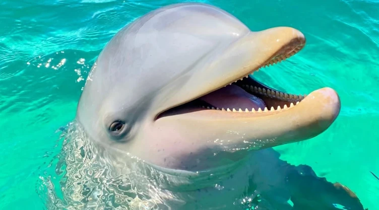 muere-mincho-delfin-dolphin-discovery-en-cancun-profepa-ordena-realizar-necropsia