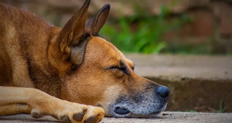 Recomendaciones para prevenir riesgos para la salud del perro