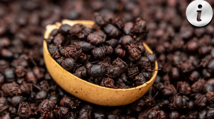 Chicatanas Las particularidades del insecto que solo aparece con la lluvia.jpg