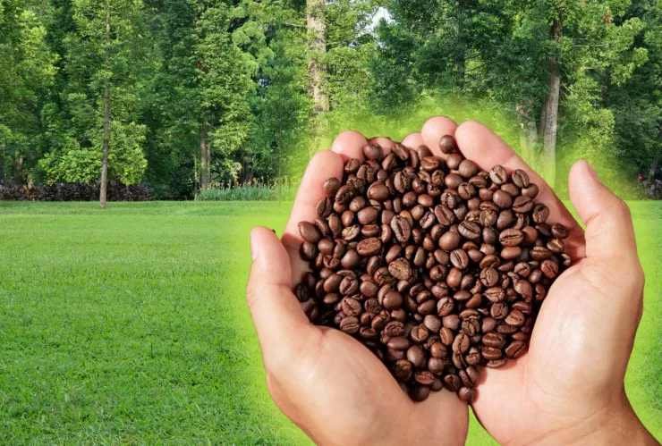 /estilo-de/como-recuperar-el-color-del-cesped-con-cafe-truco-casero-y-efectivo