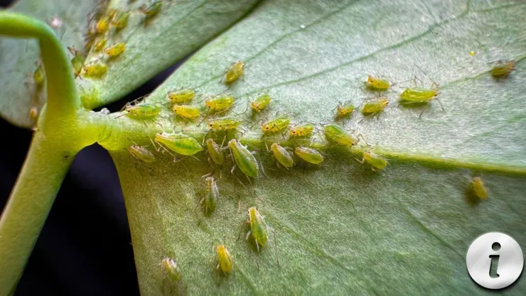 Por qué aparecen los pulgones Guía definitiva para proteger tus cultivos y plantas de interior.jpg