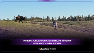 Turistas ignoraron advertencias y fueron atacados por un bisonte