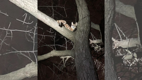 Capturan a gato salvaje fuera de su hábitat