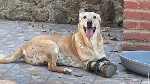 perro con prótesis sentado.
