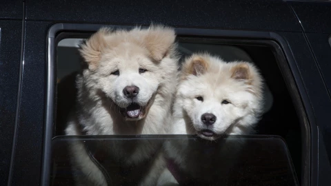 Los requisitos para viajar con tu mascota en autobús de Jalisco ¡Seguro y cómodo!