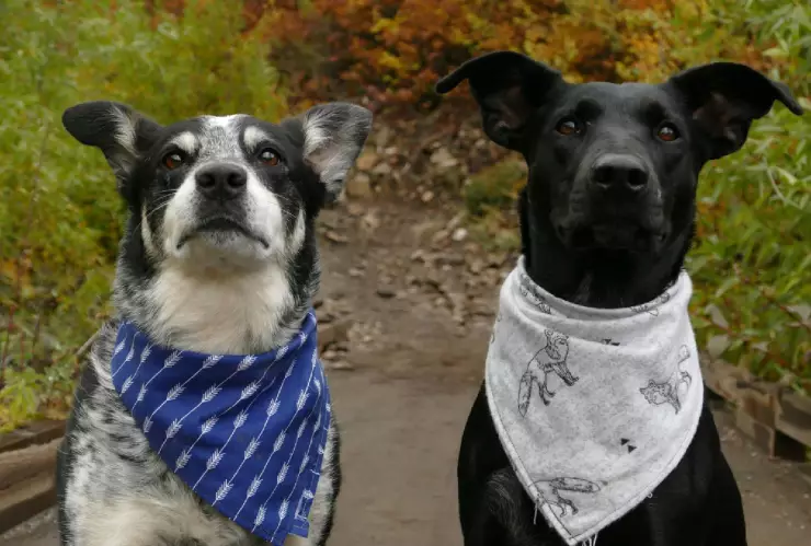 Día mundial del perro: ideas de regalos en su día