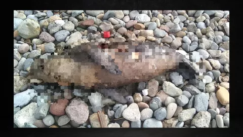 Aparecen animales sin cabeza en Playas de Tijuana ¿Qué es lo que se sabe (FOTO)?