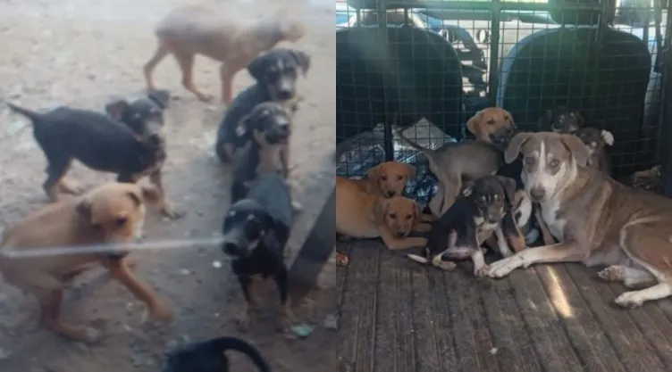 por-maltrato-animal-rescatan-a-15-cachorros-y-una-perra-en-sonora.jpg