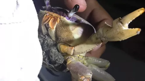 ¿Qué es el gas natural? Anuncian su llegada a Quintana Roo