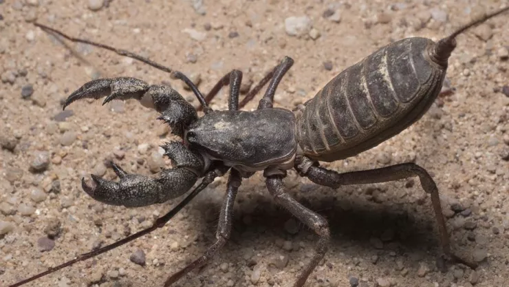 Donde hacen nido los vinagrillos gigantes