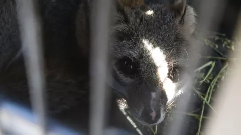 El zorro Fénix regresa al Bosque de la Primavera; sufrió graves quemaduras tras un incendio