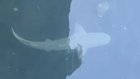 Tiburón en Veracruz