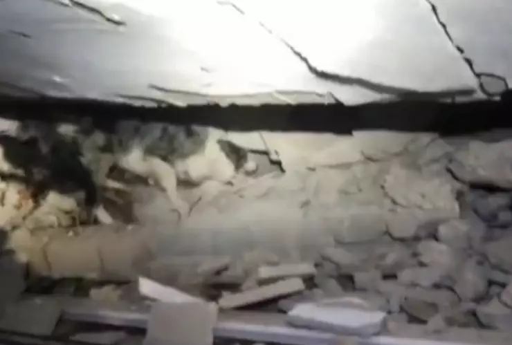 Perro mexicano rescata a una persona con vida en Turquía