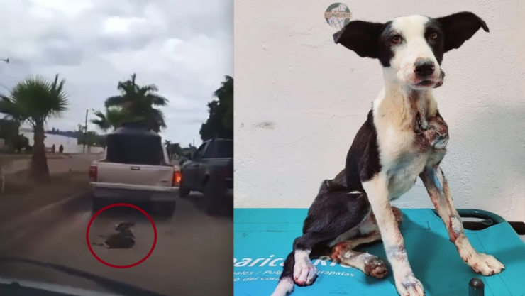 sobrevive zorrillo perrito arastrado