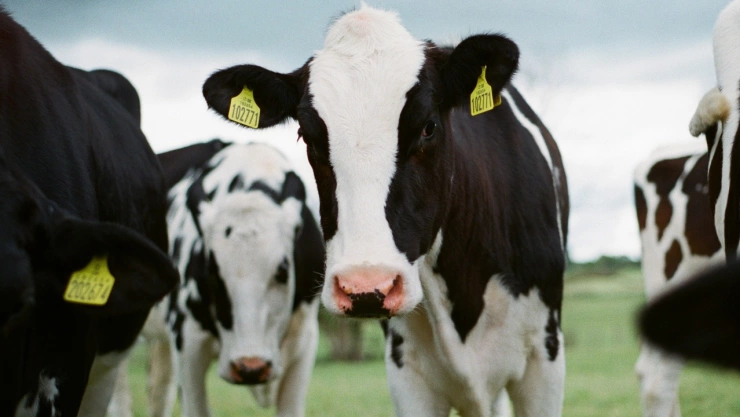 ¿Sirve la acupuntura en las vacas de Francia?