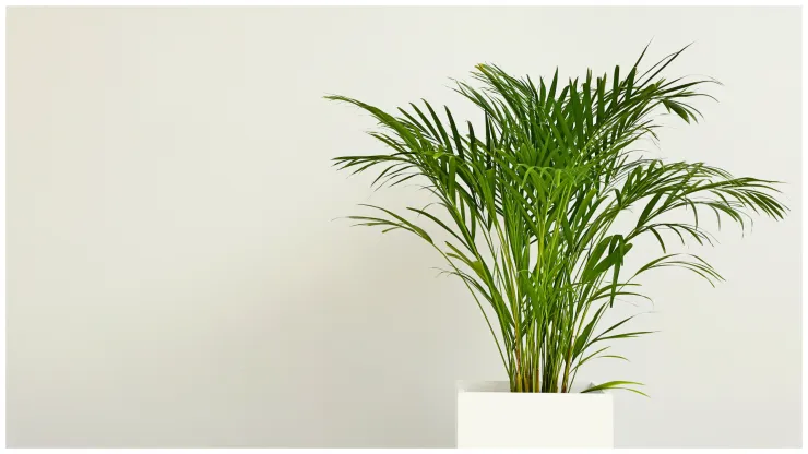 palma areca