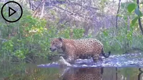 PORTADA jaguar en Yucatán.jpg