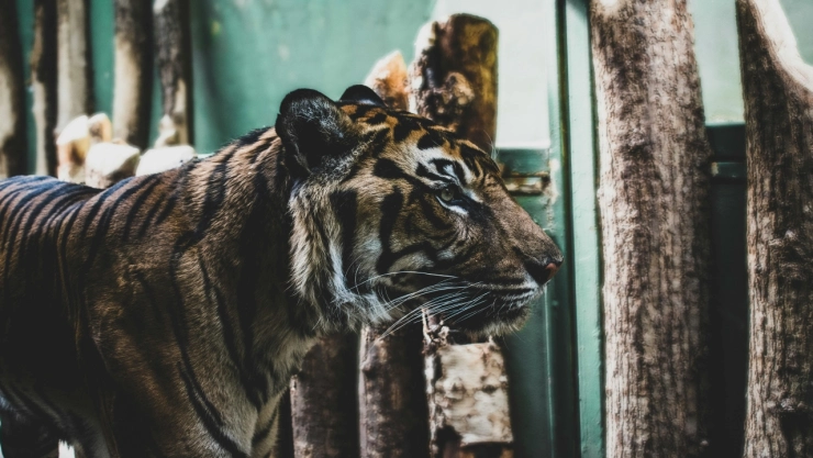 ZMG: Tigre de bengala provoca terror tras pasear en calles de Zapopan